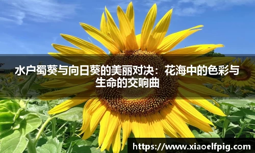 水户蜀葵与向日葵的美丽对决：花海中的色彩与生命的交响曲